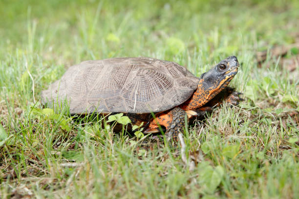 istock Wood Turtle in Grass 3 1458621363