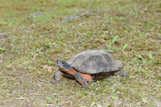Wood Turtle in Grass stock photo