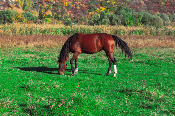 istock Green pasture with horse 1458622706