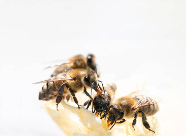 istock Honey Bees Eating Honey out of Comb 1458625596