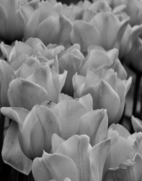 istock BLACK AND WHITE IMAGE OF TULIPS IN BLOOM 1458626102