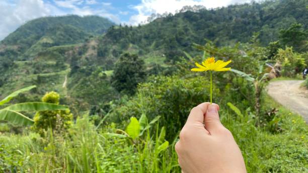 istock Flower and nature scenic 1458626642