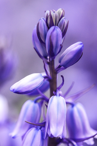 Blue bells spring blooms