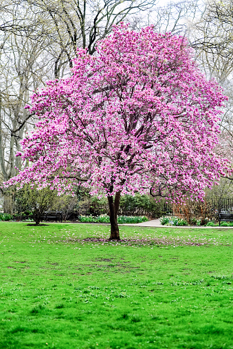 Large, old, lush blooming cherry tree in a meadow 