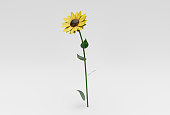 beautiful sunflower 3d illustration minimal rendering on white background.
