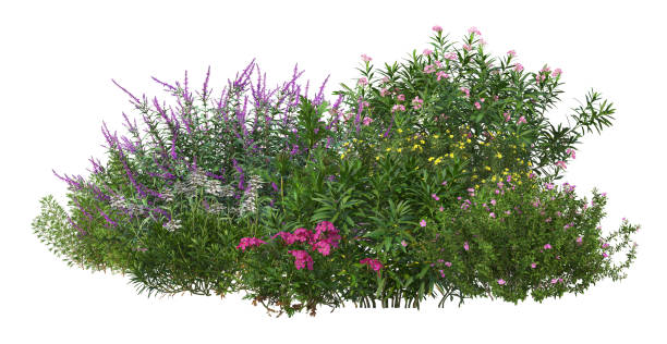 istock 3d render Shrubs and flower on a white background 1458632303