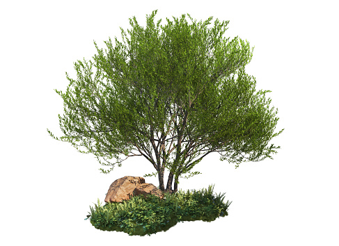 3D render trees and shrubs on white background