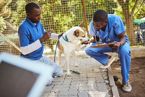 Animal, shelter and care for dog at vet of veterinary men helping pet in checkup holding clipboard for examination. Healthcare, teamwork and veterinarian medical workers examining at a dog shelter