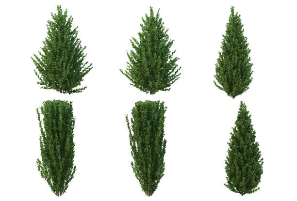 istock 3d render Pine garden decoration on a white background 1458634047