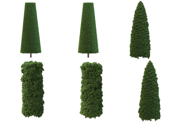istock 3d render Pine garden decoration on a white background 1458634056