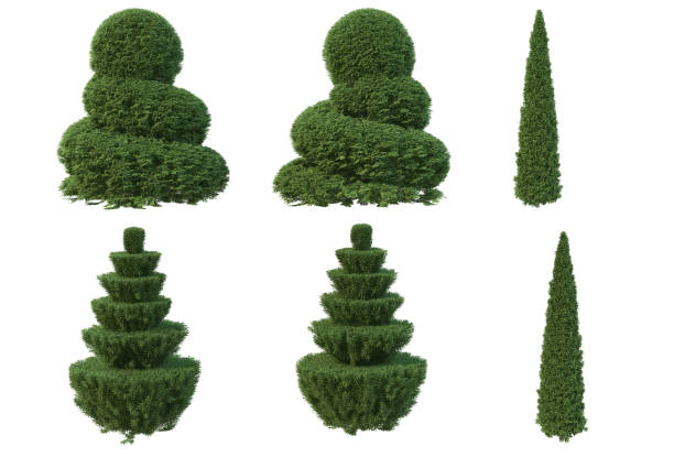 istock 3d render Pine garden decoration on a white background 1458634059