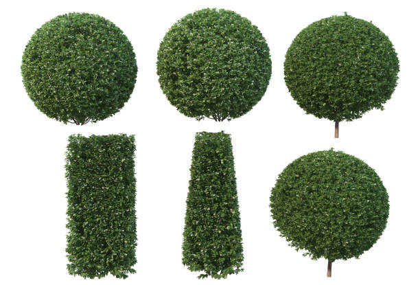 istock 3d render Pine garden decoration on a white background 1458634068