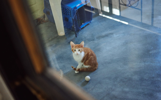 Cat, adoption and homeless charity pet at volunteering shelter for abandoned, rescue and foster animals. Curious, healthy and cute ginger kitten staring at window in professional animal sanctuary.