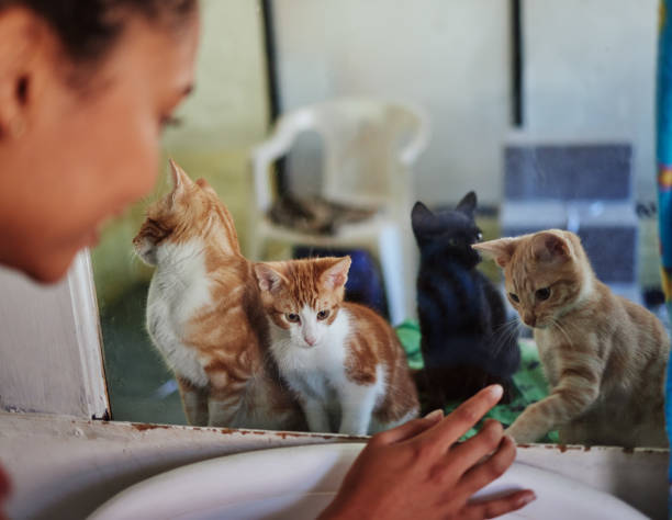 soins, charité et chats au refuge d’adoption avec visiteur occupé avec la décision et le choix de l’animal sans abri. interaction de chatons abandonnés, perdus ou sauvés au verre avec une femme noire choisissant un animal de compagnie. - lost pet photos et images de collection