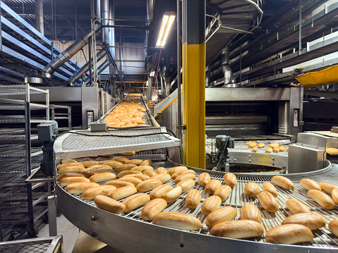 Conveyor belt full of freshly baked breads in a factory