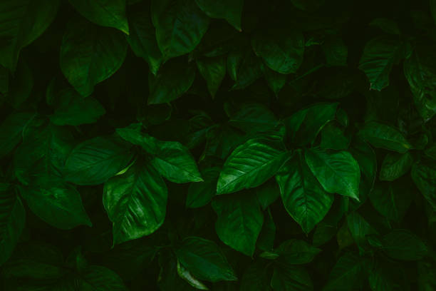 istock foliage pattern of nature background. 1458644083