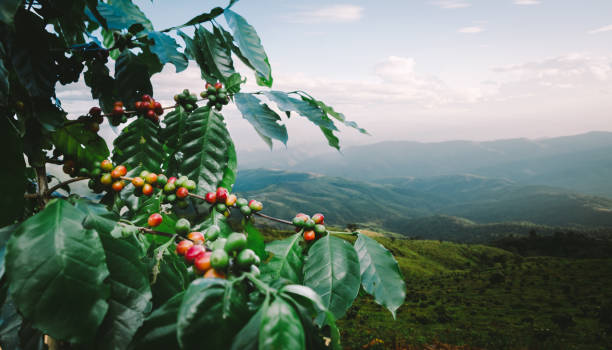 plantación de café en la montaña - selective focus coffee coffee crop cafe fotografías e imágenes de stock