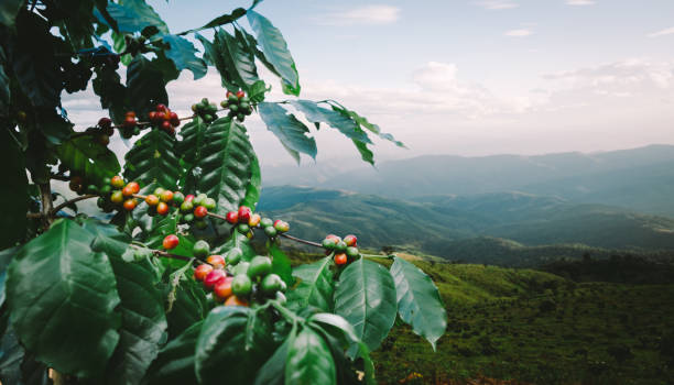 Coffee plantation on the mountain stock photo