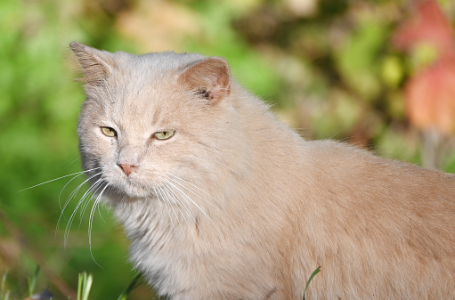Closeup of cat in the grass.