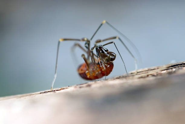 Harvestman (Opiliones, Mitsuzumezatomushi) insect, close up macro photography.