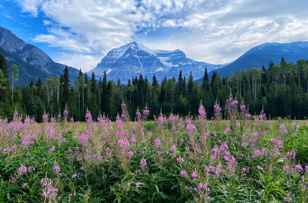 Mount Robson Provincial Park, BC, Canada Mount Robson Provincial Park, BC, Canada in summer. flower mountain fireweed wildflower stock pictures, royalty-free photos & images