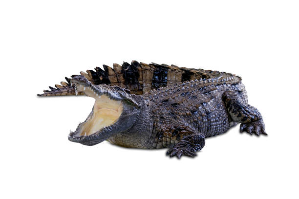istock The crocodile's head and body have strong front legs. . On a white background.with 1458651398