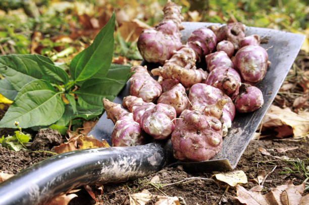 istock Harvesting Jerusalem artichoke from the soil with a shovel 1458651639