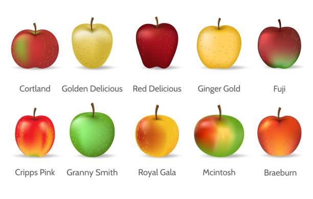 illustrazioni stock, clip art, cartoni animati e icone di tendenza di set di tipi di mele - apple gala apple fuji apple fruit