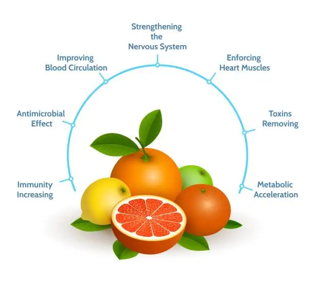 Vector illustration of Citrus infographics illustration