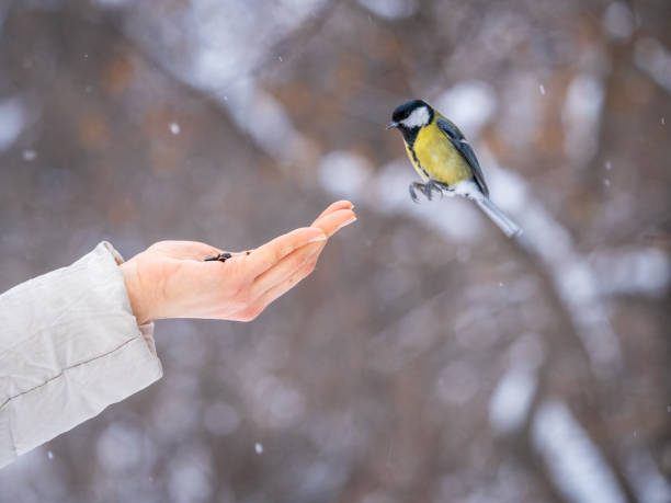 Girl feeds a tit from a palm. A bird sits on a woman's hand and eats seeds. Caring for animals in winter or autumn. The great tit, Parus major.