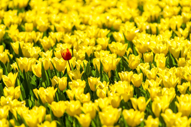 istock Flower bed in the park. Kyiv. 1458655839