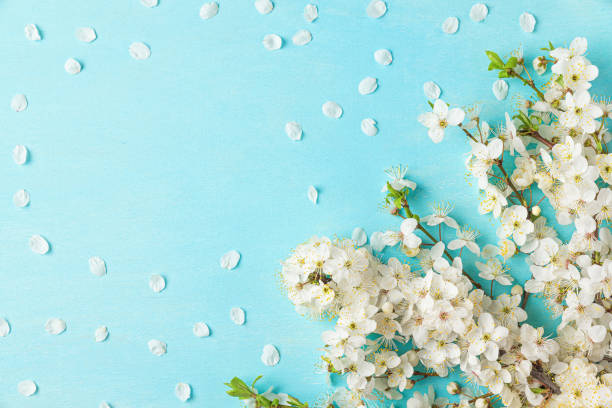 istock Spring background. White cherry blossom flowers with petals on pastel blue background. Wedding or holiday background 1458656144