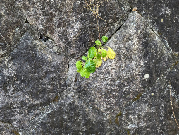 istock Plants growing through gaps in the wall 1458657586