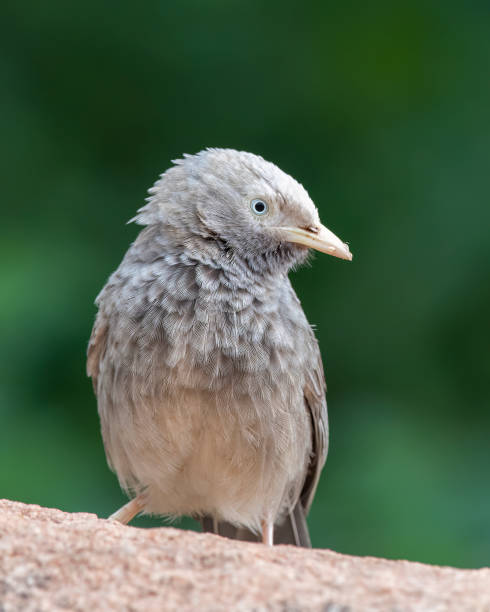 istock Yellow-billed babbler or Argya affinis observed in Hampi, Karnataka, India 1458657908
