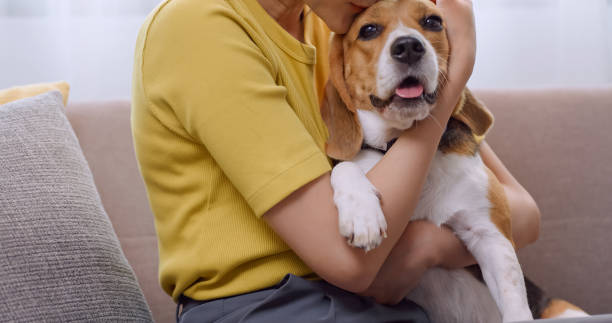 istock Young woman having fun playing with her dog on sofa at home. 1458659517