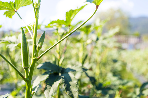 Young Okra or lady finger from organic farm in north of Thailand, vegetable garden, outdoor day light, helthy food