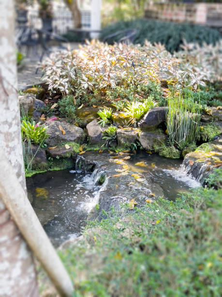 istock Tropical landscaping in home garden 1458663540