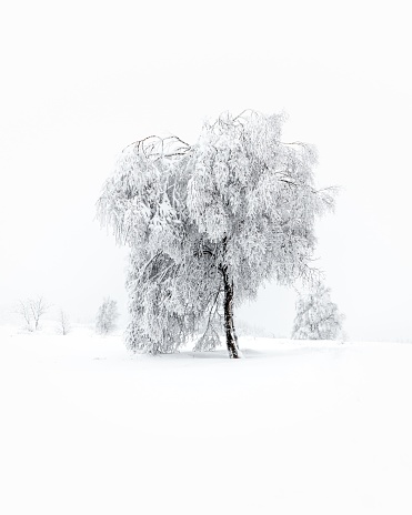 Snow trees, winter activities