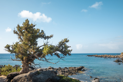 Old juniper tree on Kedrodasos beach in Crete.