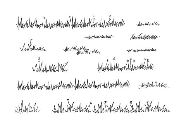 Grass bush line hand drawn. Vector doodle sketch border illustration. Grass bush line hand drawn scribble lawn outline icon set. Vector doodle sketch border illustration. grass stock illustrations