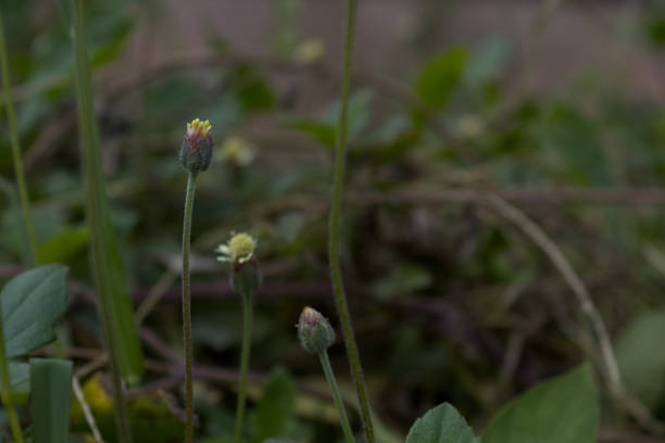 istock Tridax procumbens among the grasses 1458668924