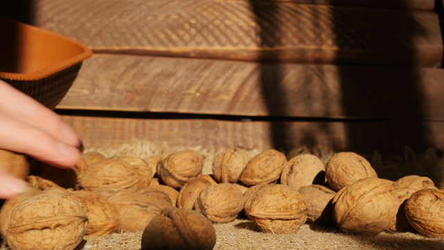 A man's hand collects ripe walnuts in a basket close-up, slow motion. New harvest.