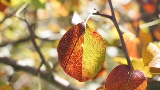 The autumn leaf is divided into two colors on a branch