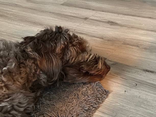 istock Fuzzy dog lies on a fuzzy carpet 1458673576
