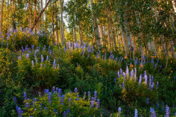 istock Crested Butte Wildflowers 1458674765