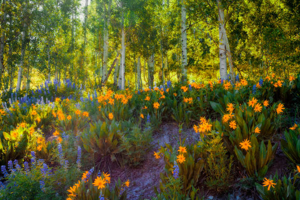 flores silvestres de butte de crista - wildflower flower colorado lupine - fotografias e filmes do acervo