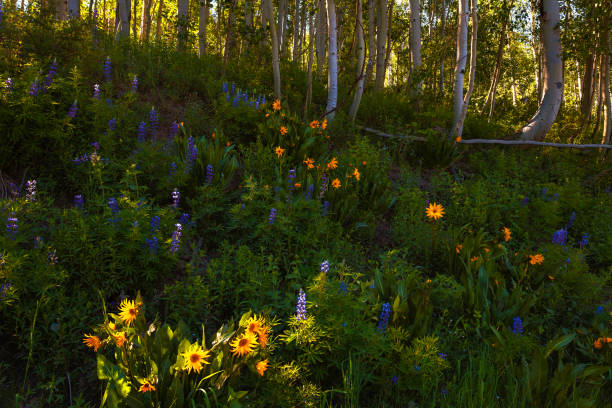 istock Crested Butte Wildflowers 1458674767