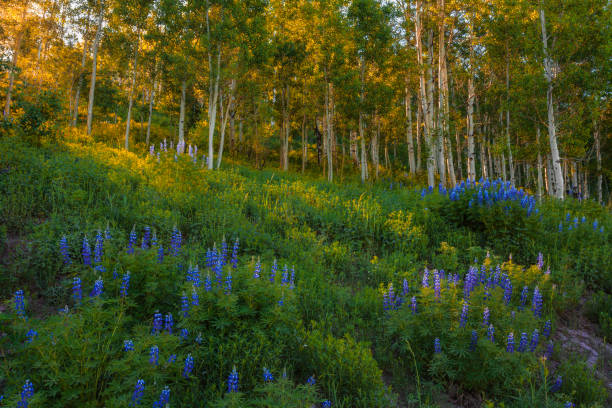 istock Crested Butte Wildflowers 1458675033