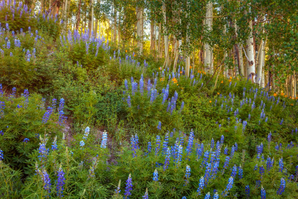 istock Crested Butte Wildflowers 1458675036