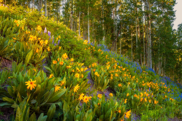 istock Crested Butte Wildflowers 1458675309